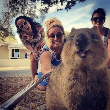 Quokka_Selfies_Meet_the_Worlds_happiest_Animal_on_Instagram_2015_01 Quokka_Selfies_Meet_the_Worlds_happiest_Animal_on_Instagram_2015_01