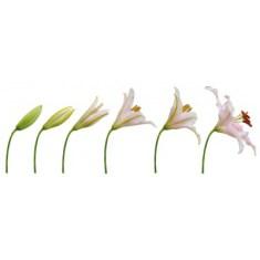 La magie des mots, par Francesca Tremblay… chat qui louche maykan alain gagnon francophonie