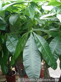 Le pachira aquatica est un arbre utilisé comme plante d'intérieur