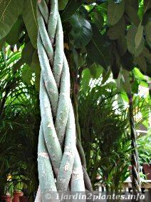 Le pachira aquatica est un arbre utilisé comme plante d'intérieur