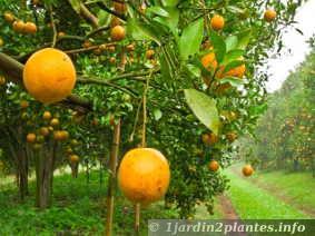 La tailles des agrumes en hiver