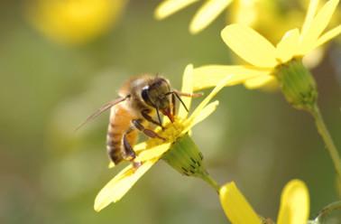 Comprendre la pollinisation : le rôle indispensable des abeilles !