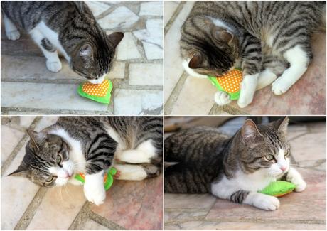 Kittybox de février box chat1