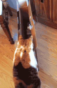 Les bons gifs de la semaine anigif_enhanced-27038-1408642658-2