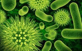 Bronchiolite bacteries