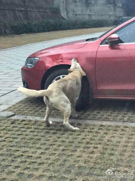 Un homme frappe un chien, l'animal se venge sur sa voiture