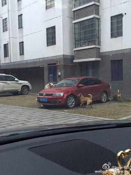 Un homme frappe un chien, l'animal se venge sur sa voiture