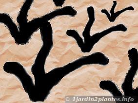 Tailler la vigne: 2 méthodes. Tailler la vigne: 2 méthodes.