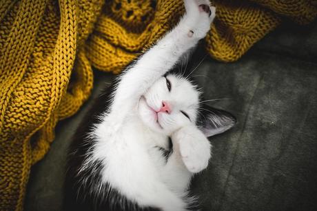 Position, mentalité, moralité...et l'espoir... Belle mentalité Madame la chatte!