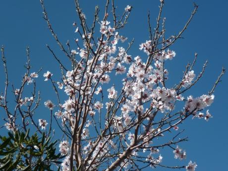 saison,jardin,printemps,loisirs,soleil,journal intime,web