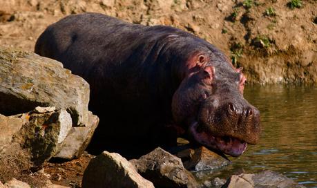 Voici l'un des véritables ancêtres de cette terre africaine, l'hippopotame au sein de l'Égypte antique !