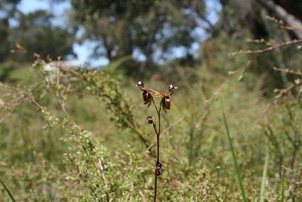 Caleana Major Caleana Major