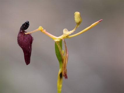 Drakaea glyptodon Drakaea glyptodon