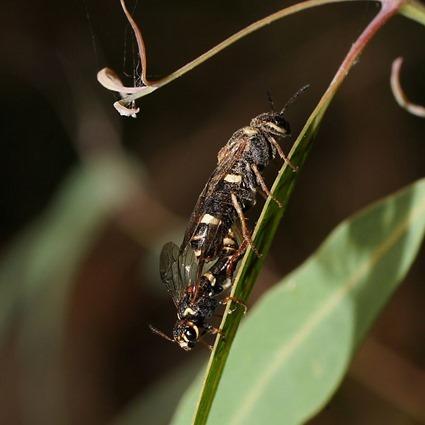 Pterygophorus cinctus Pterygophorus cinctus