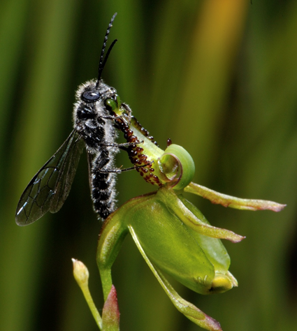Thynnoturneria armiger se pose sur la fleur Thynnoturneria armiger se pose sur la fleur