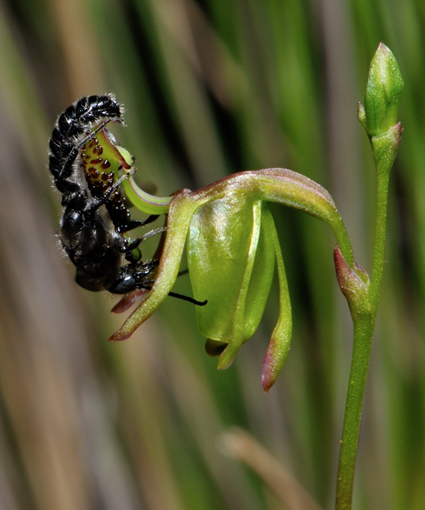 Pliure de la plateforme (le labellum) Pliure de la plateforme (le labellum)