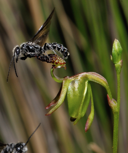 T. armiger palpe la fleur avec ses parties génitales T. armiger palpe la fleur avec ses parties génitales