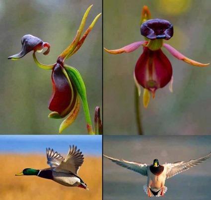 Caleana Major Canards Caleana Major Canards