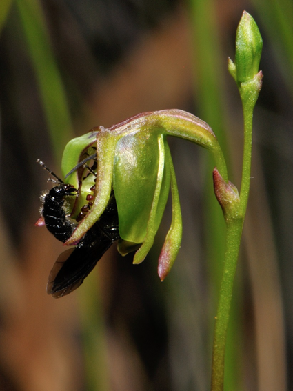 T. armiger est coincé dans la fleur T. armiger est coincé dans la fleur