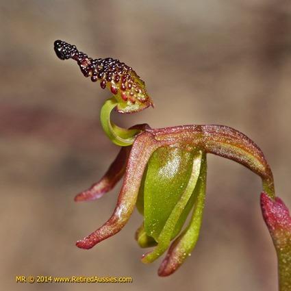 Paracaleana minor1 Paracaleana minor1