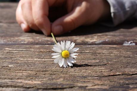 Un pas vers toi . . . daisy