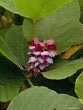 Tabac kudzu