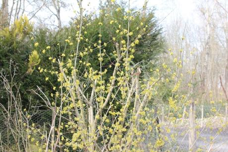 Festival de jaune Festival de jaune