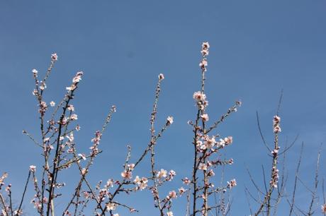 Prunus dulcis et cerasifera en fleurs