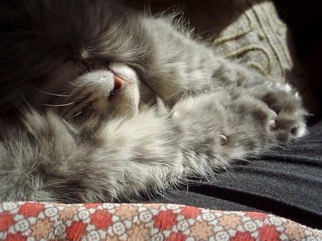 Pour un chat heureux Pour un chat heureux