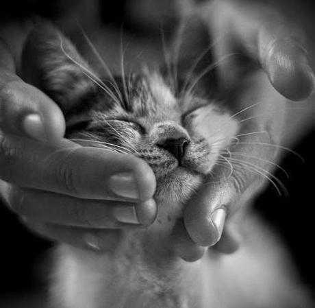 Pour un chat heureux Pour un chat heureux