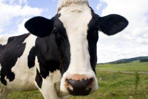 Probiotiques vache