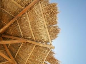 Probiotiques parasol