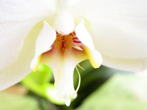 Probiotiques orchidee