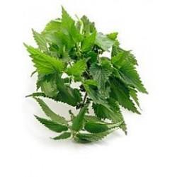 Plantes détox ortie