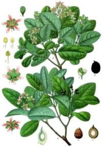 Plantes détox boldo