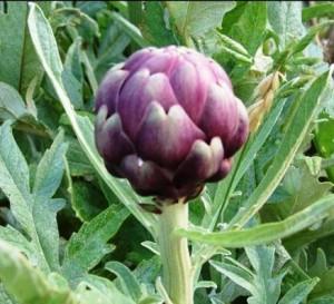 Plantes détox artichaut2