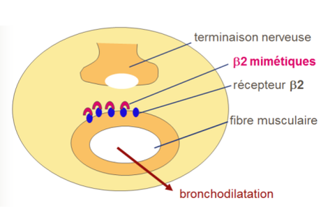 BCPO beta2mimetiques