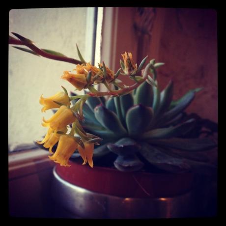 Une semaine avec de la couleur et de la varicelle dedans #365photosduquotidien #11/52 Jaune du cactus en fleurs (12 mars)