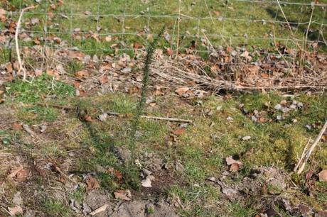 Ulex europaeus Ulex europaeus