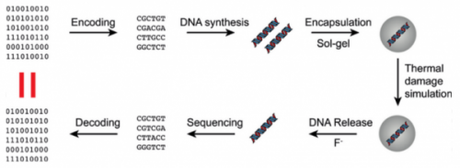 Un pas de plus vers un stockage éternel des données dans l’ADN