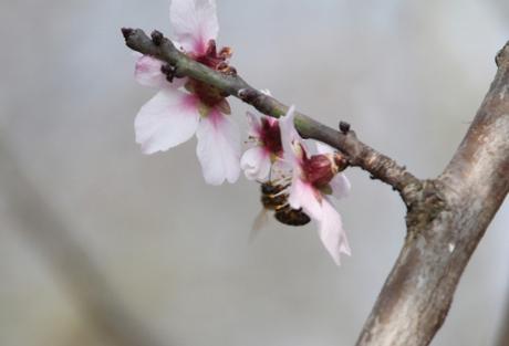 La floraison des fruitiers