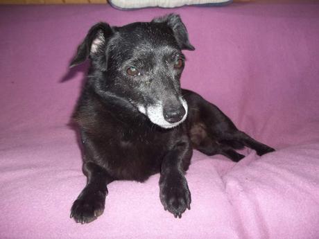 Horus  petit chien croisé noir 12 ans à l'adoption