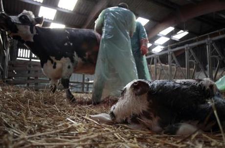 Des experts alertent sur l’explosion de l’utilisation d’antibiotiques vétérinaires dans le monde - 1
