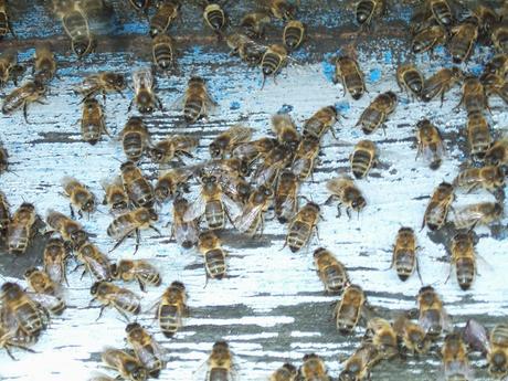 L'Assemblée nationale vote l'interdiction des néonicotinoïdes toxiques pour les abeilles