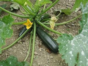 Velouté de Courgettes du jardin