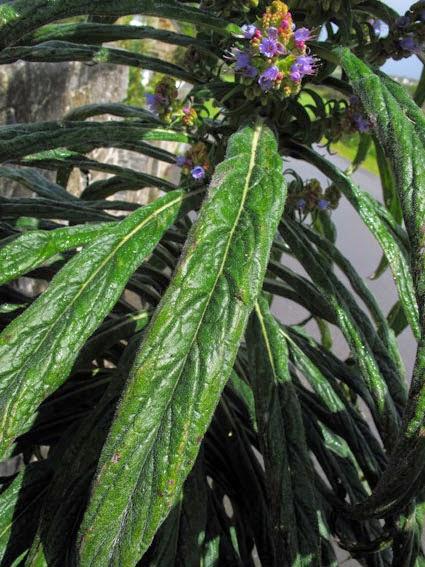 Echium pininana (Vipérine des Canaries)