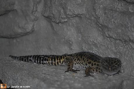 Gecko léopard • Eublepharis macularius
