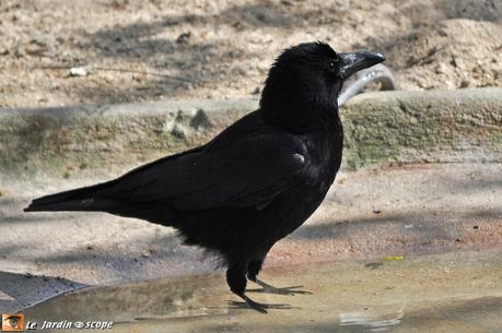 Corbeau freux • Corvus frugilegus (juvénile)