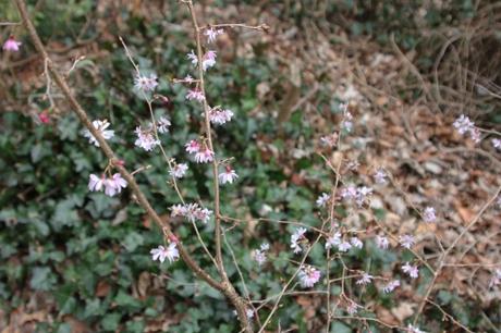 Prunus subhirtella