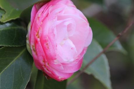 Camellia japonica